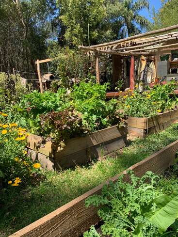 A vibrant garden with raised wooden beds full of green vegetables and yellow flowers. In the background, there’s a rustic wooden shed surrounded by trees.