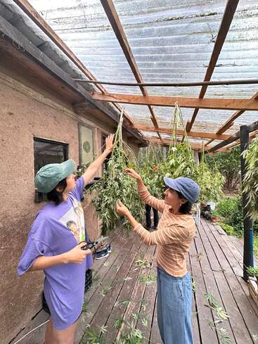 Dos mujeres, ambas con sombrero, están de pie en un porche de madera. Están podando y recortando grandes plantas de cannabis bajo un techo de chapa ondulada transparente, rodeadas de vegetación.