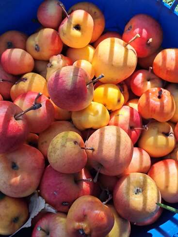 A blue container is filled with freshly picked red and yellow apples, bathed in sunlight and striped shadows, creating a pleasant, colorful and vibrant harvest scene.