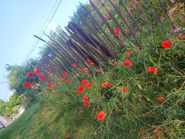 Bright red poppies bloom beside a rustic wooden fence under a clear blue sky. Green grass and wild plants complete this peaceful, countryside summer scene.