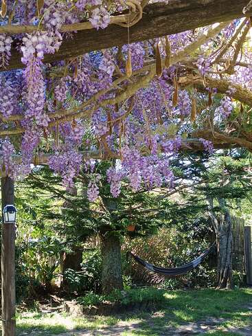 Lila Glyzinienblüten hängen an einer hölzernen Pergola und bilden einen schönen Baldachin. Darunter spannt sich eine Hängematte zwischen den Bäumen und bietet einen friedlichen, schattigen Rückzugsort im Garten.