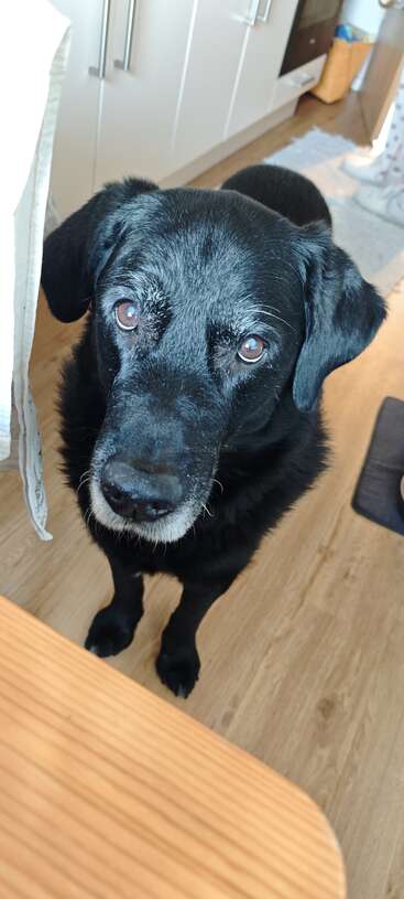A sweet black dog with graying fur gazes up with soulful eyes in a cozy kitchen, standing on wooden floor near a table, patiently waiting.