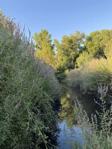 Un ruisseau serein serpente à travers une végétation dense et luxuriante. De hautes herbes et des fleurs sauvages violettes bordent l'eau, reflétant les arbres sous un ciel bleu clair. Scène paisible.