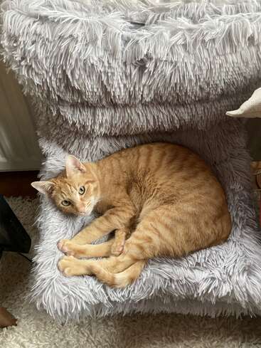 The image depicts an orange tabby cat curled up on a plush, white, shaggy cushion, gazing directly at the camera. The cat\'s fur is short and striped.