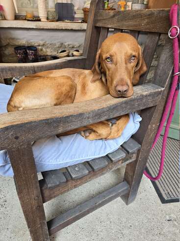 Um cachorro marrom está deitado confortavelmente em uma cadeira de madeira com uma almofada azul, descansando a cabeça no braço da cadeira e olhando para cima com olhos gentis.