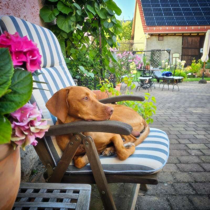 Un perro marrón se relaja en una silla acolchada a rayas en un colorido y soleado patio ajardinado, rodeado de flores, plantas y muebles de exterior cerca de una casa.