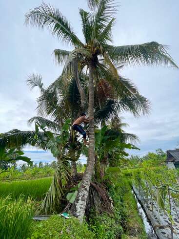 Uma pessoa está subindo em um coqueiro alto cercado por campos verdejantes e plantas tropicais. O céu está nublado, criando um cenário rural tranquilo.