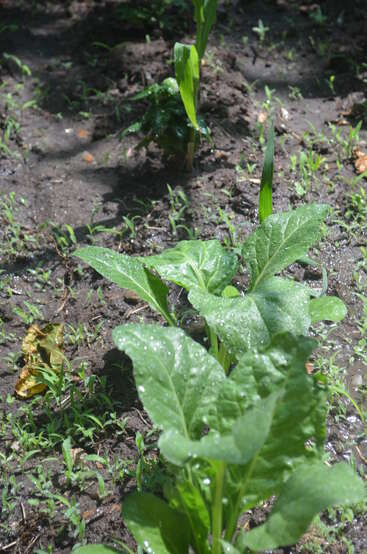 Cette image montre de jeunes plantes vertes et feuillues poussant dans un sol humide, scintillant de gouttelettes d'eau. De petites pousses d'herbe et la lumière du soleil créent une scène de jardin fraîche et vivante.