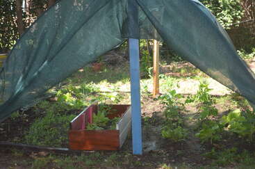 Un jardin composé de diverses plantes vertes pousse sous un auvent protecteur en maille verte, soutenu par des poteaux bleus et en bois, ombrageant une jardinière en bois surélevée.