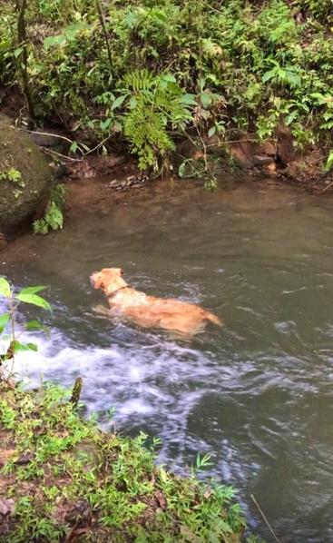 A golden retriever swims in a clear, shallow stream surrounded by lush green plants and moss, enjoying a peaceful moment in nature’s tranquility.