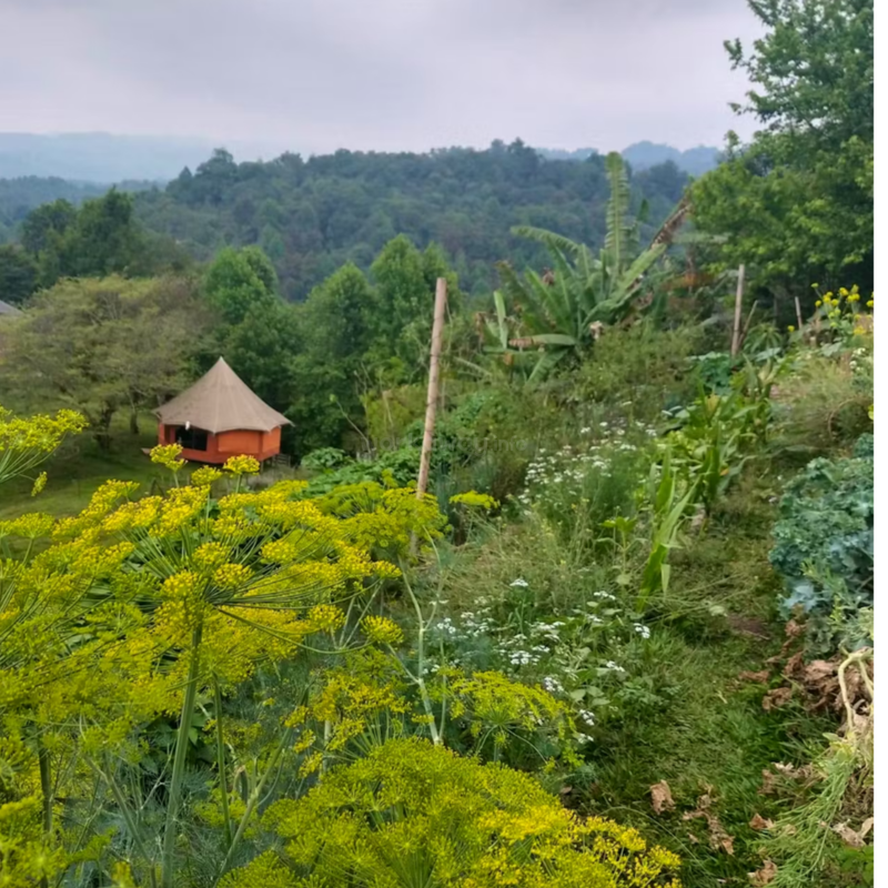 A small round hut with a thatched roof sits amid lush greenery and yellow wildflowers, surrounded by dense forest under a cloudy sky in the hills.