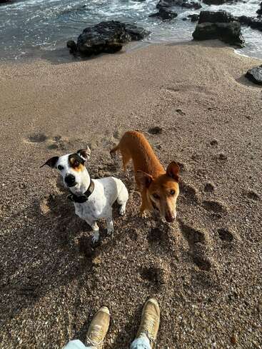 Two dogs stand on a sandy beach near the shoreline, looking up expectantly at a person whose boots and jeans are visible at the bottom. Rocky sea background.