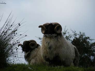 The image depicts two sheep with large horns in a grassy field, with a watermark reading "away.info" in the center.