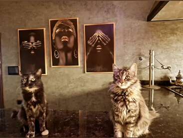 Deux chats sont assis sur le comptoir d'une cuisine sombre, tandis que trois portraits de femmes aux accents dorés sont accrochés au mur derrière eux, créant ainsi une atmosphère artistique.