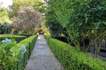 A beautiful garden path with trimmed box hedges, blooming pink and blue flowers, lush green trees, and gravel walkway. A hose lies across the path.