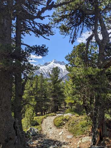 Un chemin forestier rocailleux serpente à travers de grands pins, menant vers des montagnes enneigées lointaines sous un ciel bleu lumineux, créant une vue paisible et pittoresque de la nature.