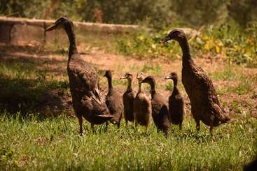 The image shows a group of ducks, likely mallards, with their chicks, standing in water. The background is a body of water, possibly a lake or river. The overall atmosphere is one of tranquility and natural beauty.