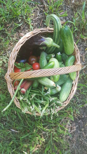 A woven basket filled with freshly harvested vegetables, including cucumbers, green beans, eggplant, tomatoes, and herbs, sits on grassy ground, showcasing a bountiful garden harvest.