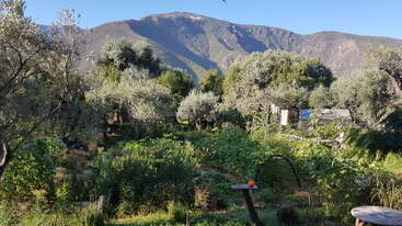 This image shows a lush garden filled with green plants and trees, set against a backdrop of mountains under a clear blue sky in daylight.