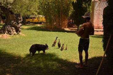 La imagen muestra a un hombre de pie en un patio, rodeado de patos y un perro, con una furgoneta amarilla aparcada al fondo en un día soleado.