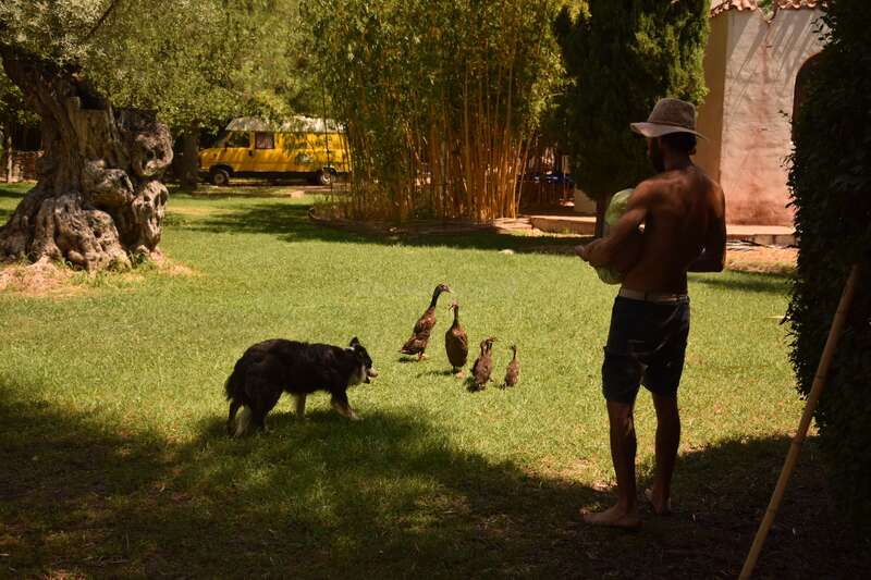 The image depicts a man standing in a yard, surrounded by ducks and a dog, with a yellow van parked in the background on a sunny day.