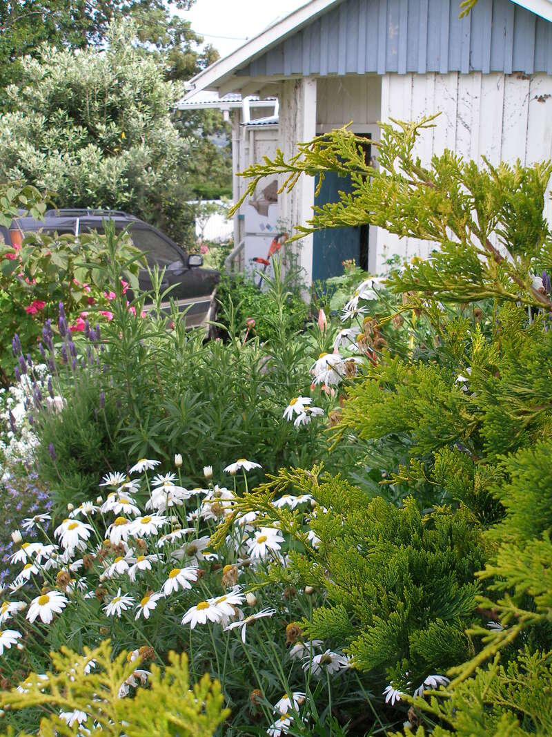 The image depicts a vibrant garden with diverse plants and flowers, including daisies, in front of a white building with a car parked nearby.