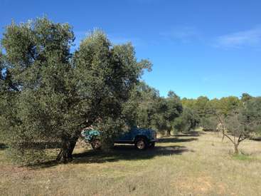 L'image représente un camion bleu garé dans un champ, entouré d'arbres et de buissons, avec un ciel bleu clair au-dessus, évoquant un sentiment de sérénité et de beauté naturelle.