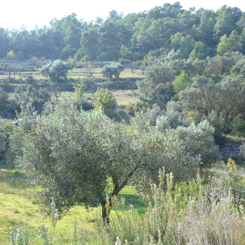 L'image représente un paysage serein avec un olivier luxuriant au premier plan, sur fond de collines et d'arbres.