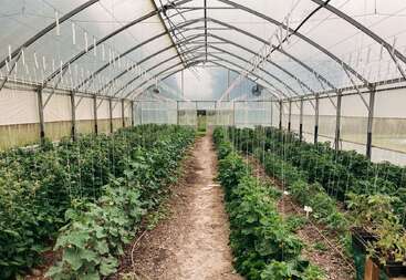 Cette image montre une grande serre remplie de plantes verdoyantes poussant en rangées organisées, soutenues par des cordes suspendues, et traversée par une allée centrale en terre battue.