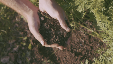 Une paire de mains tient une terre riche et sombre au-dessus du sol, entourée de plantes vertes, suggérant le jardinage, l'agriculture ou le soin de la terre dans un cadre naturel, en plein air.