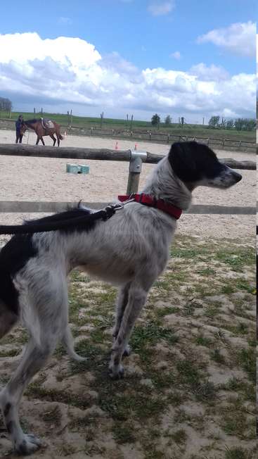Das Bild zeigt einen Hund, der vor einem Pferd in einer Arena steht, mit einer Person, die die Zügel des Pferdes hält, und einem Zaun im Hintergrund.