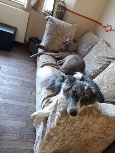 Das Bild zeigt zwei Hunde, die sich auf einer Couch räkeln. Der eine Hund liegt auf dem Rücken, der andere sitzt aufrecht, beide wirken entspannt.