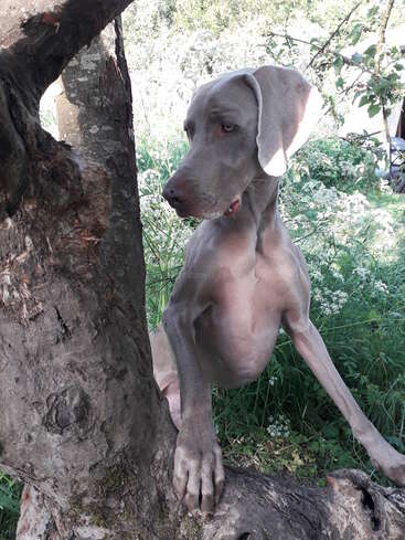 Das Bild zeigt einen Weimaraner-Hund, der vor einem Baum steht und seine Vorderpfoten auf einem Baumstamm ruhen lässt, umgeben von üppigem Grün und weißen Blumen.