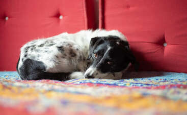 Ein schwarz-weißer Hund liegt zusammengerollt auf einer bunt gemusterten Decke vor einem roten, gepolsterten Hintergrund und schaut mit sanften, ausdrucksstarken Augen auf.
