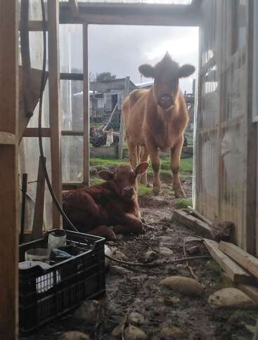 A brown cow stands outside a rustic structure while a calf lies on the muddy ground inside. Farmyard and chickens are visible in the background. Peaceful scene.