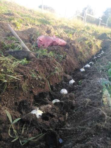 A row of garlic bulbs is being planted in a freshly dug trench. A shovel and a red bag lay nearby on the grassy soil.

