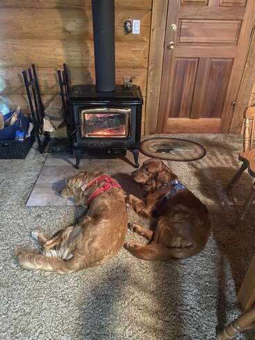 Zwei Golden Retriever liegen gemütlich auf einem Teppich vor einem brennenden Holzofen in einer rustikalen Holzhütte und genießen gemeinsam die Wärme und Gemütlichkeit.