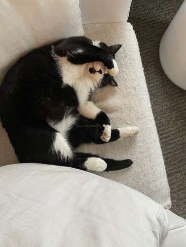 L'image représente un chat noir et blanc allongé sur un canapé beige, la tête reposant sur ses pattes et le corps recroquevillé dans une position détendue.