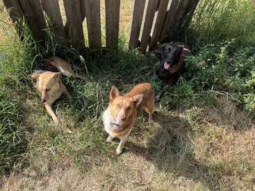 Three dogs relax in the grass near a wooden fence, enjoying the sunny day. One dog stands alert while the other two lie comfortably in the shade.