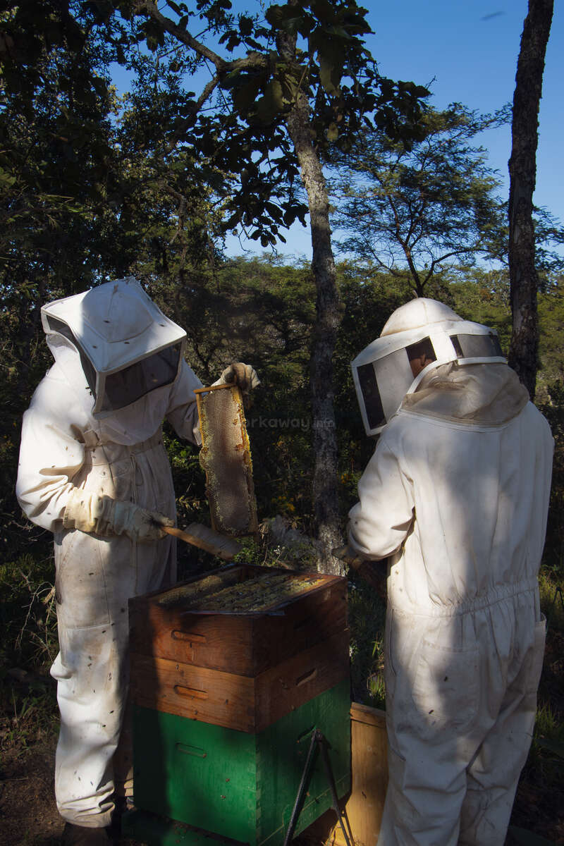 Two people in white beekeeping suits work with a hive in a forest, examining honeycombs. Sunlight filters through the trees, and bees are visibly active.