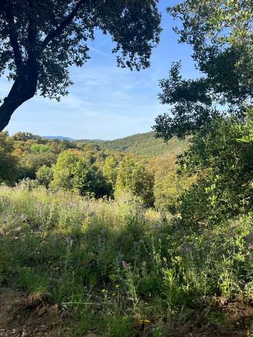 Sonnenlicht fällt durch die Blätter der Bäume auf eine Wiese voller Wildblumen. Sanfte grüne Hügel erstrecken sich unter einem strahlend blauen Himmel bis in die Ferne und strahlen eine friedliche, natürliche Schönheit aus.