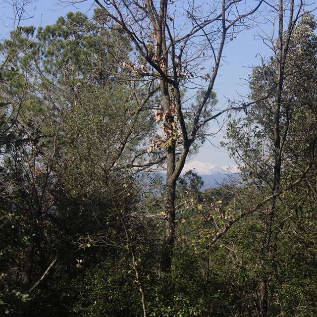 Das Bild zeigt eine ruhige Waldszene mit Bäumen und Sträuchern vor dem Hintergrund entfernter Berge und eines klaren blauen Himmels.