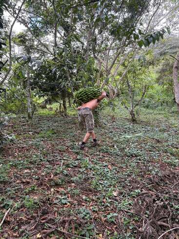 Um homem sem camisa carrega um grande cacho de bananas verdes no ombro enquanto caminha por uma floresta ou plantação verdejante, com o chão coberto de folhagem.