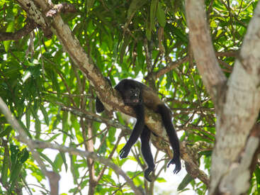 L'image représente un singe noir aux longs bras et aux longues jambes, suspendu à l'envers à une branche d'arbre, entouré de feuilles et de branches verdoyantes.