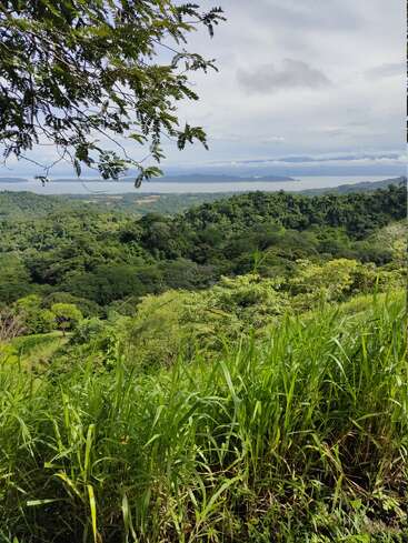 L'image représente un paysage forestier luxuriant et vivant, avec un lac serein au loin, dans un ciel couvert de nuages.