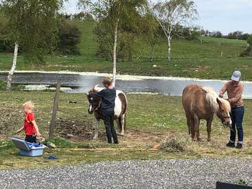 A imagem retrata uma cena serena de três pessoas, incluindo uma criança, cuidando de dois pôneis em um exuberante campo gramado com um lago tranquilo e árvores ao fundo.