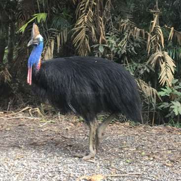 Ein Kasuar steht auf einem Schotterweg, umgeben von dichtem Laub. Sein schwarzes Gefieder, der leuchtend blaue Hals und die helmartige Kappe machen ihn einzigartig.