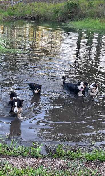 Vier Hunde spielen und schwimmen zusammen in einem schlammigen Teich, umgeben von grünem Gras und Bäumen. Sie sehen glücklich aus und haben Spaß bei ihrem Outdoor-Abenteuer.