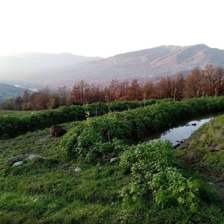 Des buissons d'un vert luxuriant bordent un petit étang aux eaux miroitantes, entouré d'un terrain herbeux. Les arbres bruns et les montagnes au loin composent, au crépuscule, un paysage rural serein et pittoresque.
