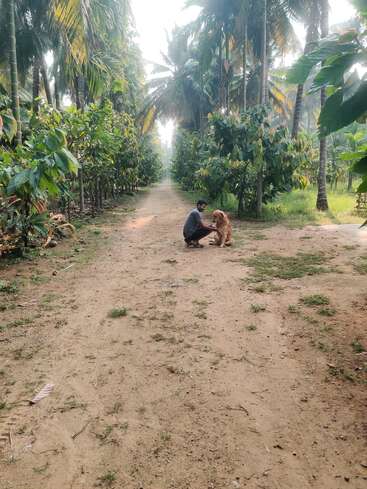 A person kneels on a dirt path, affectionately petting a golden dog. They are surrounded by tall palm trees and lush greenery, creating a peaceful atmosphere.